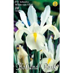 Iris hollandica white van vliet fehér-sárga írisz virághagyma 10 darab