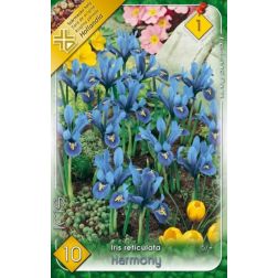 Iris reticulata harmony kék recéshagymájú írisz virághagyma 10 darab