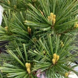 Sciadopitys Verticillata Jap&aacute;n ernyőfenyő 2 literes kont&eacute;nerben, kb. 25 cm magas