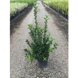 Japán kecskerágó Euonymus Japonica CLT10
