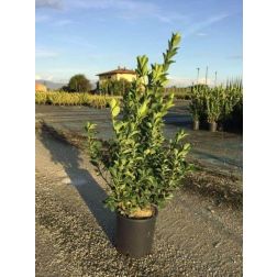 Japán kecskerágó Euonymus Japonica CLT5