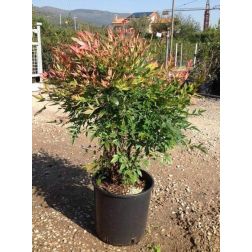 NANDINA DOMESTICA GULF STREAM CLT. 10 Japán szentfa