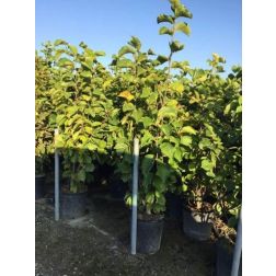 Jülan liliomfa Magnolia Yulan CLT18 100/125