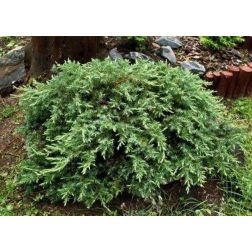 JUNIPERUS CONFERTA 'SCHLAGER' CLT. 10 parti boróka