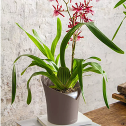 Lechuza Orchidea műanyag kaspó 18 cm
