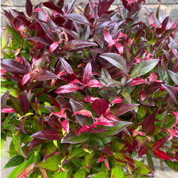 Leucothoe F&uuml;rt&ouml;shanga 10 cm-es cser&eacute;pben