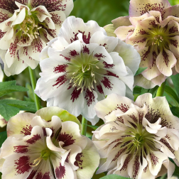 Helleborus orientalis keleti hunyor 12 cm-es cser&eacute;pben
