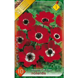 Anemone de caen hollandia piros koronás szellőrózsa virághagyma 10 darab