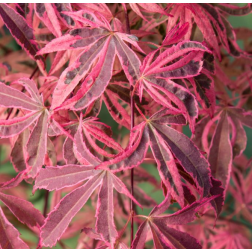 ACER PALMATUM SHIRAZZ DREAM  CLT. 35 125/150  Japán juhar