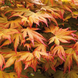 ACER PALMATUM KATSURA  CLT. 20 100/125  Japán juhar