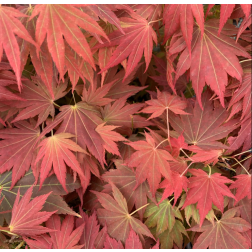 ACER PALMATUM AUTUMN RED (AUTUMN GLORY)  CLT. 35 125/150  Japán juhar