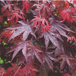 ACER PALMATUM BLOODGOOD  CLT. 20  Japán juhar