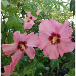 Hibiscus hibiszkusz több színben 19 cm-es cserépben