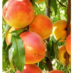 Balkon őszibarack 'Peach me Yellow' 2 literes konténerben