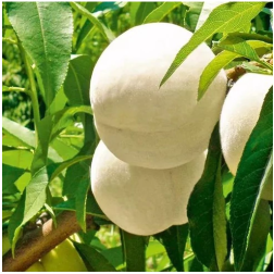 Balkon jégbarack 'Ice Peach' 2 literes konténerben