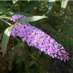 O&aacute;zis Ny&aacute;riorgona - Buddleja davidii 19 cm-es cser&eacute;pben