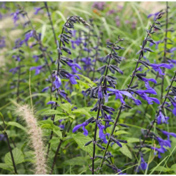 O&aacute;zis Kerti zs&aacute;lya - Salvia guaranitica 21 cm-es cser&eacute;pben
