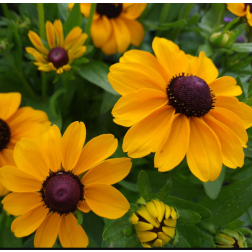O&aacute;zis K&uacute;pvir&aacute;g - Rudbeckia hirta 21 cm-es cser&eacute;pben