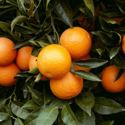 Citrus sinensis (narancs) CLT110 &eacute;des narancs
