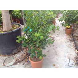 Kaffir citrom Citrus Hystrix Lv12 60/80