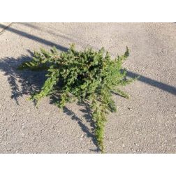 JUNIPERUS CONFERTA BLUE PACIFIC CLT. 10 Boróka