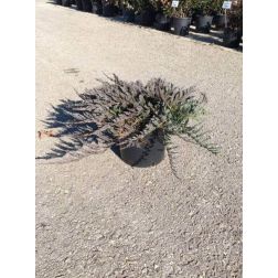 JUNIPERUS HORIZONTALIS 'BLUE CHIP' CLT. 10 henyeboróka