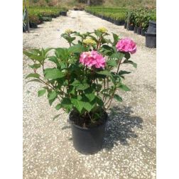 HYDRANGEA ENDLESS SUMMER BLOOMSTAR (R) CLT. 10 Hortenzia