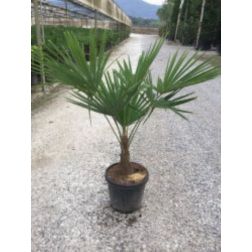 Chamaerops ex. CLT70 TR70/80