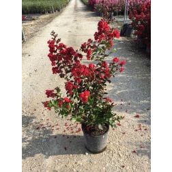 LAGERSTROEMIA DYNAMITE (R) CLT. 10 Selyemmirtusz
