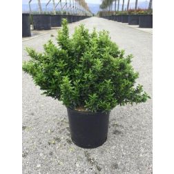 EUONYMUS PULCHELLUS (MICROPHYLLUS) CLT. 10 Kislevelű törpe kecskerágó