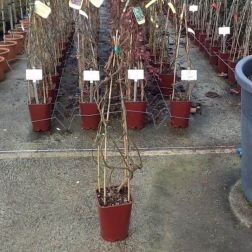Actinidia Chinensis "Solissimo" öntermékeny kiwi Lv 6 CONO
