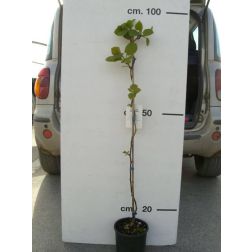 ACTINIDIA CHINENSIS HAYWARD (FEMMINA) CLT. 3 Hayward kínaikivi (nőnövény)