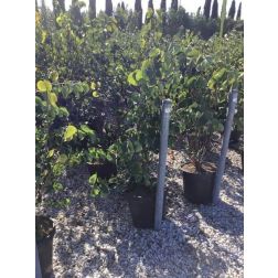 Cercis siliquastrum CLT18 100/125 júdásfa