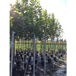 PLATANUS ACERIFOLIA (HISPANICA) CLT. 18 8/10 STANDARD Közönséges platán