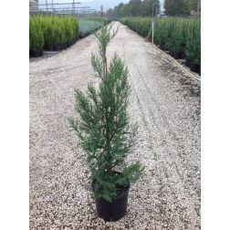 Kúpos leyland ciprus Cupressocyparis Leylandii "Pyramidalis" CLT5 80/100 cm