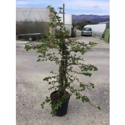 Kúszó hortenzia Hydrangea Petiolaris CLT10