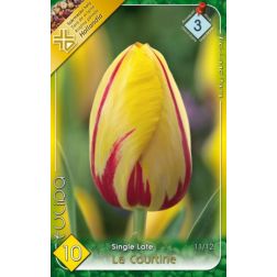 Tulipa single late la courtine sárga-piros tulipán virághagyma 7 darab