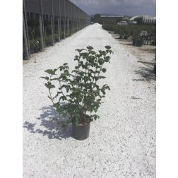 Labdarózsa Viburnum Op. "Roseum" CLT10