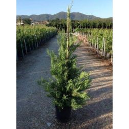 Cupressocyparis Leylandii Leyland ciprus CLT12-es cserépben 125/150 cm