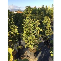 Liliomfa hibrid Magnolia "Susan" CLT18 100/125 cm