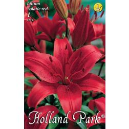 Lilium asiatic hybrid red piros liliom virághagyma 1 darab