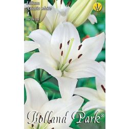 Lilium asiatic hybrid white fehér liliom virághagyma 1 darab