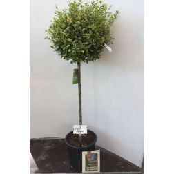 Magastörzsű aranytarka széleslevelű fagyal Ligustrum Ov. "Aureum" törzses CLT18