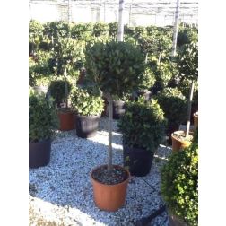 LAURUS NOBILIS CLT. 18 HALF STANDARD Nemesbabér