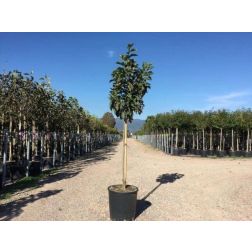 MAGNOLIA SUSAN CLT. 18 HALF STANDARD Magnólia