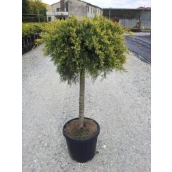 Magastörzsű óarany terülő boróka Juniperus Med. "Old Gold" törzses CLT18