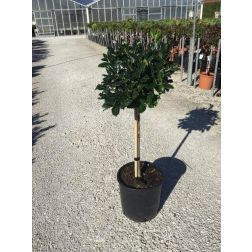 ILEX MUTCHAGARA NELLIE R. STEVENS LV 9 MINI STANDARD Magyal