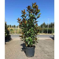 Magnolia gran."Goliath" CLT25