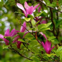 MAGNOLIA 'SUSAN' LV 9 MINI ALBERETTO magn&oacute;lia