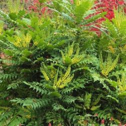 MAHONIA MEDIA WINTER SUN CLT. 10 Mahónia